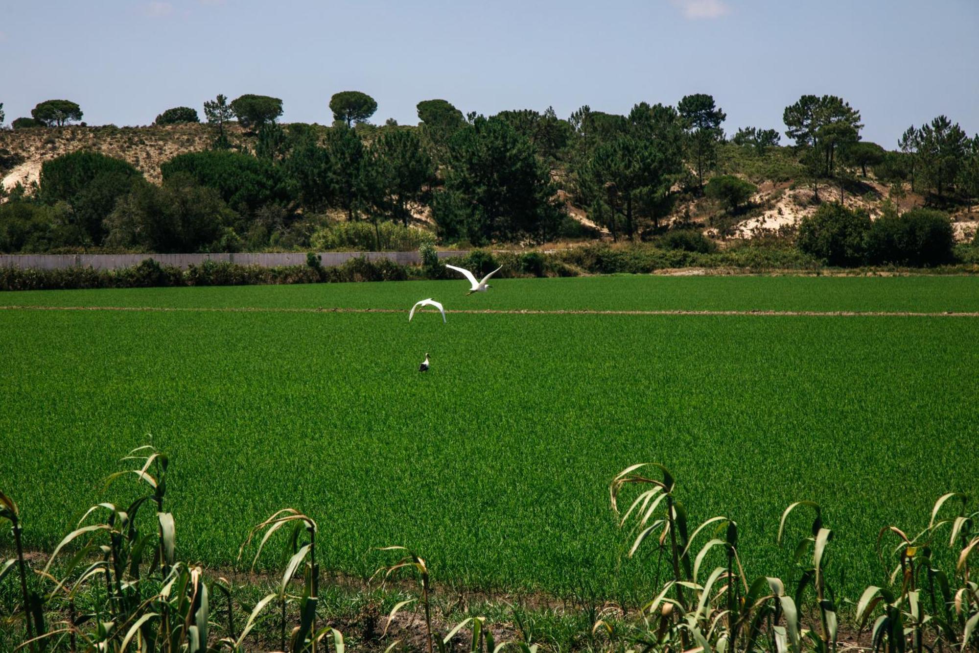 Herdade De Montalvo - كومبورتا المظهر الخارجي الصورة