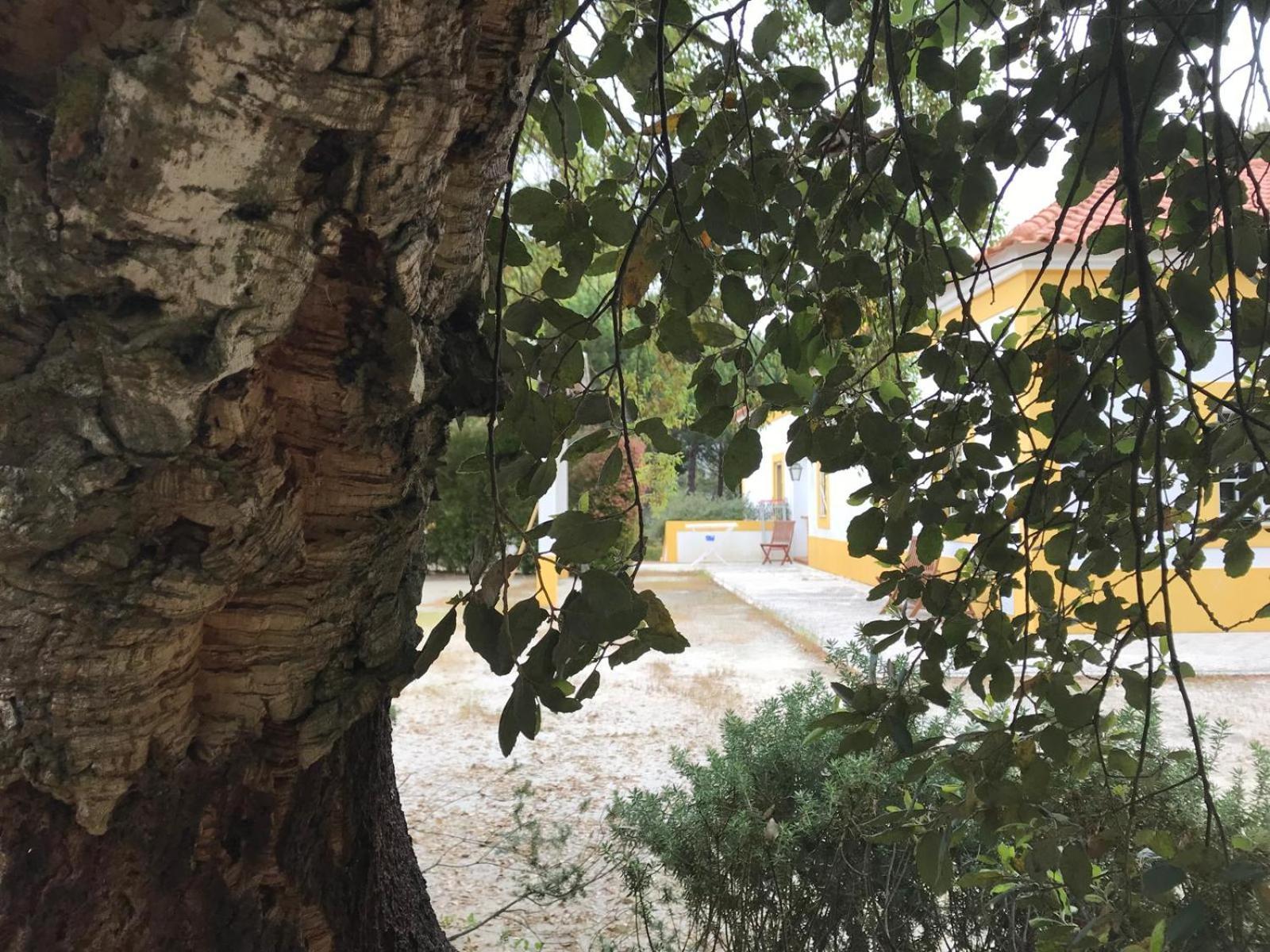 Herdade De Montalvo - كومبورتا المظهر الخارجي الصورة